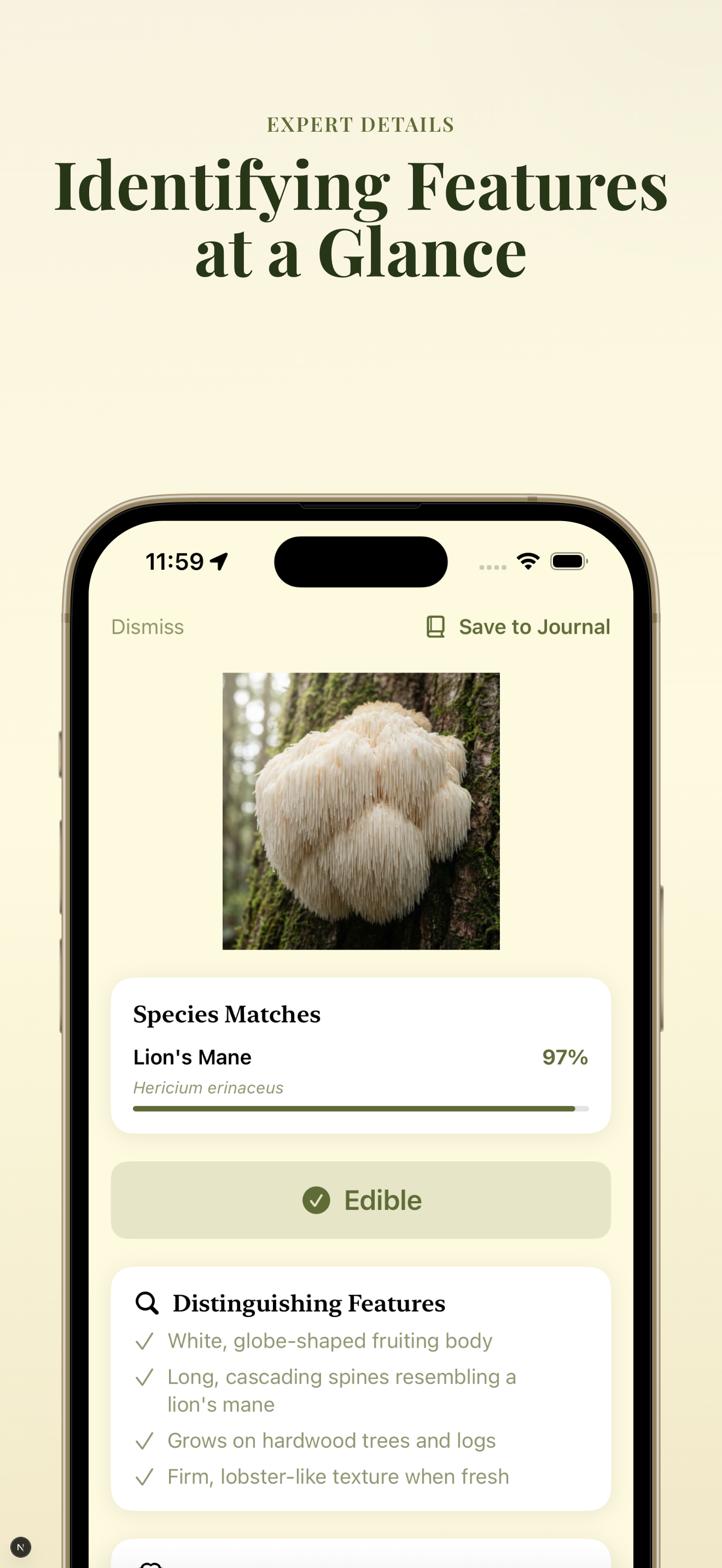 Expert identifying features at a glance for Lion's Mane mushroom with detailed characteristics